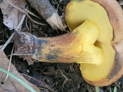 Butyriboletus brunneus