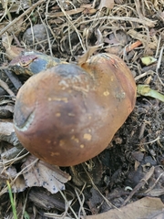 Butyriboletus brunneus