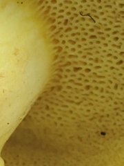 Butyriboletus brunneus