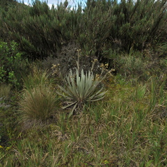 Espeletia grandiflora