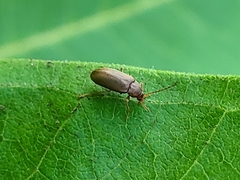 Coleoptera