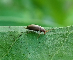 Coleoptera