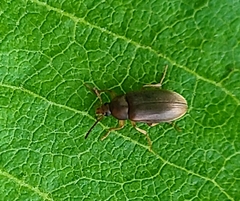 Coleoptera