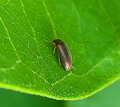 Coleoptera