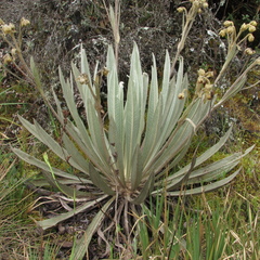 Espeletia grandiflora