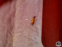 Camponotus festinatus