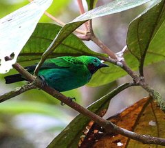 Chlorochrysa calliparaea
