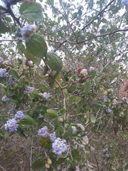 Ceanothus