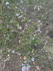 Ceanothus