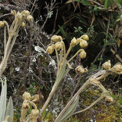 Espeletia grandiflora