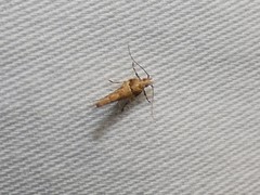 Pyroderces