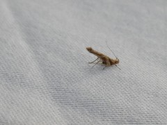 Pyroderces