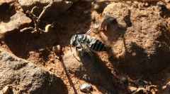 Megachile texana