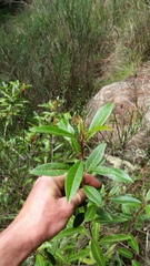 Photinia davidiana