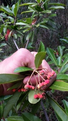 Photinia davidiana