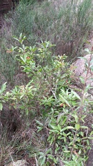 Photinia davidiana