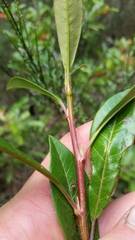 Photinia davidiana