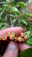 Photinia davidiana