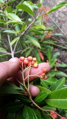 Photinia davidiana