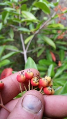 Photinia davidiana