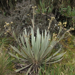 Espeletia grandiflora