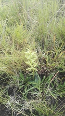 Habenaria mossii