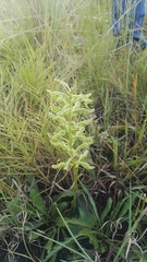 Habenaria mossii