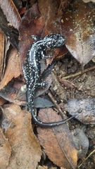 Plethodon sequoyah
