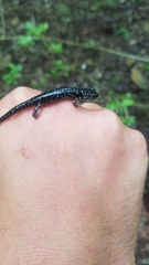 Plethodon sequoyah