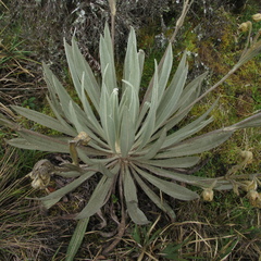 Espeletia grandiflora