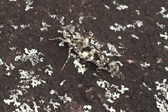 Trimerotropis saxatilis