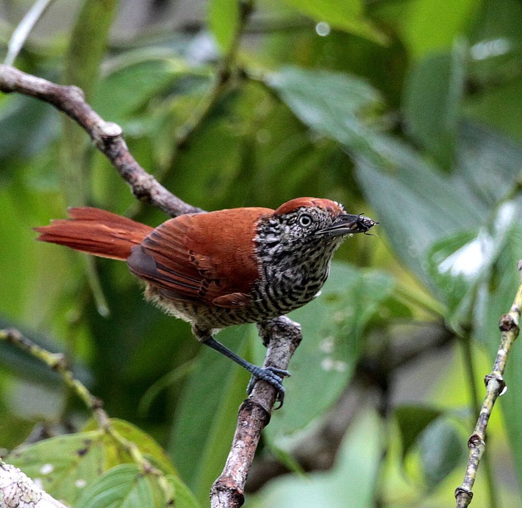 Lined Antshrike photo