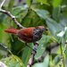 Lined Antshrike - Photo (c) Carmelo López Abad, some rights reserved (CC BY-NC), uploaded by Carmelo López Abad