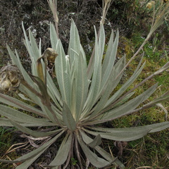 Espeletia grandiflora