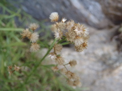 Baccharis thesioides