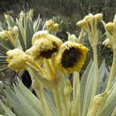 Espeletia grandiflora
