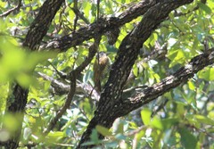 Colaptes auricularis