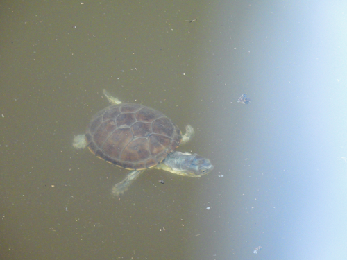 Durango Mud Turtle
