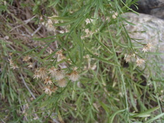 Baccharis thesioides