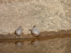 Kinosternon durangoense