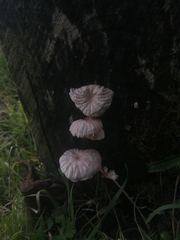 Marasmiellus alliiodorus