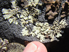 Xanthoparmelia mexicana