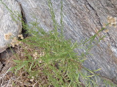 Baccharis thesioides