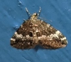 Perizoma alchemillata