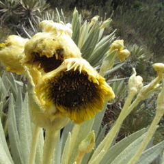 Espeletia grandiflora