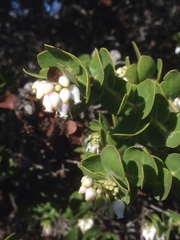 Arctostaphylos purissima