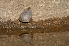 Kinosternon durangoense