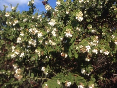 Arctostaphylos purissima