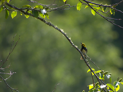 Setophaga virens image