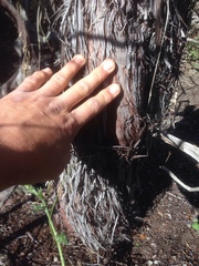 Arctostaphylos rudis